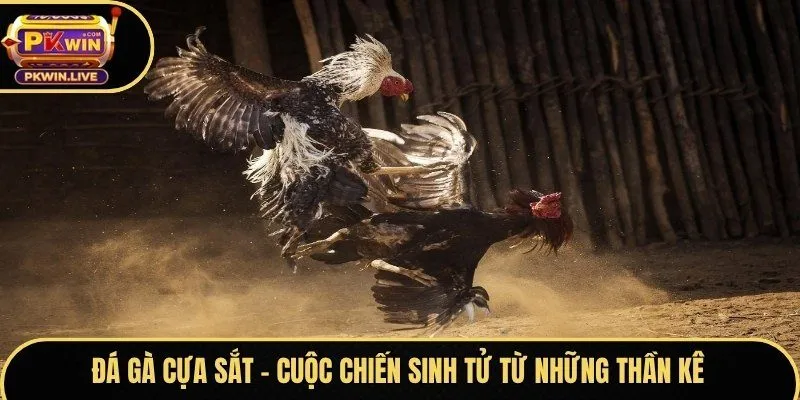 Đá gà cựa sắt