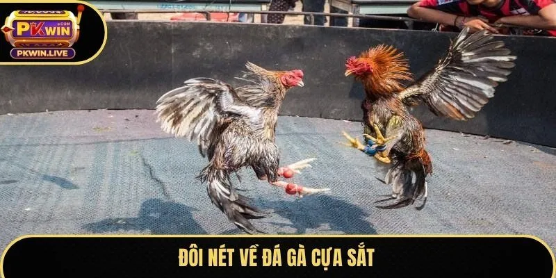 Đôi nét về đá gà cựa sắt