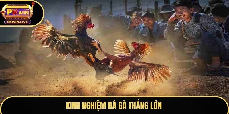 Kinh nghiệm đá gà thắng lớn