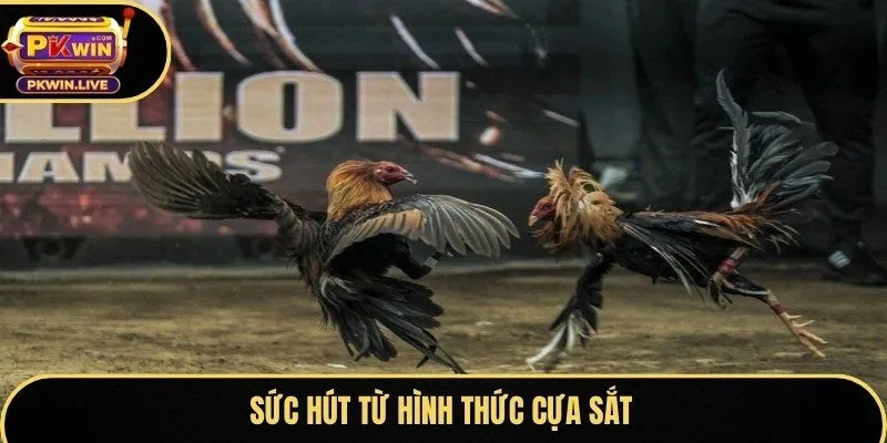 Sức hút từ hình thức cựa sắt