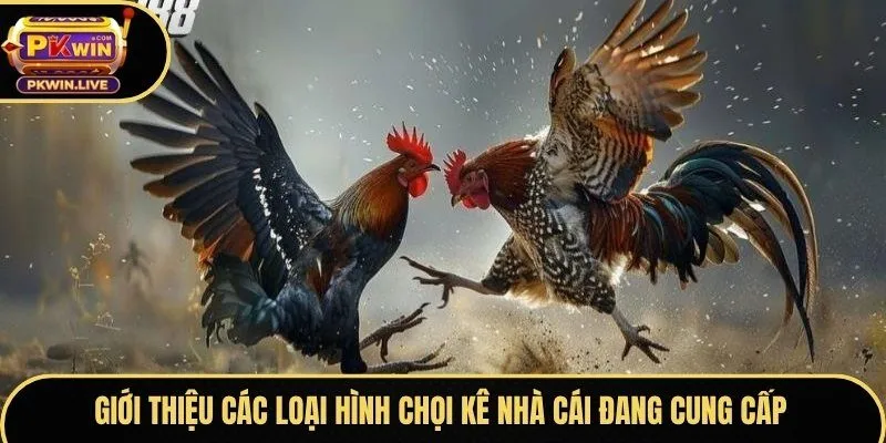 Giới thiệu các loại hình chọi kê nhà cái đang cung cấp