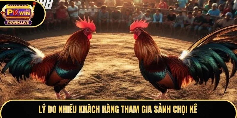 Lý do nhiều khách hàng tham gia sảnh chọi kê