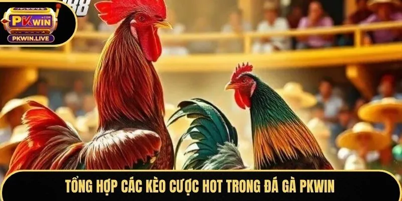Tổng hợp các kèo cược hot trong đá gà Pkwin