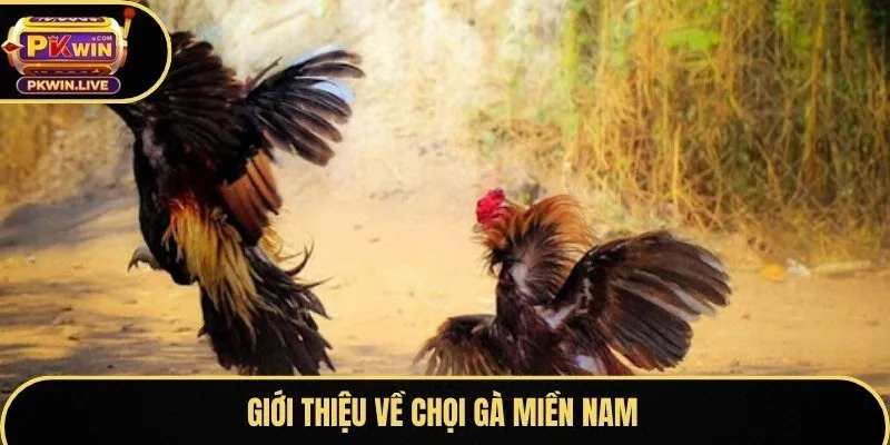 Giới thiệu về chọi gà miền nam
