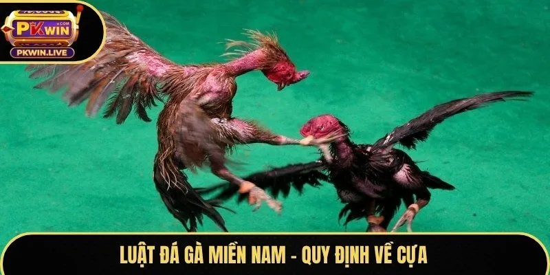 Luật đá gà miền nam - Quy định về cựa