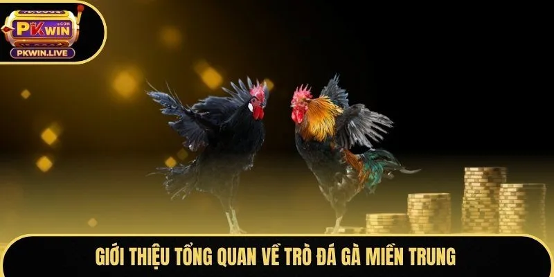 Giới thiệu tổng quan về trò đá gà miền Trung
