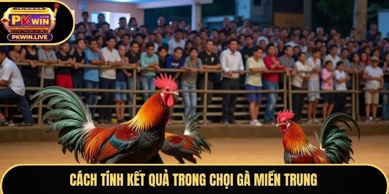 Cách tính kết quả trong chọi gà miền Trung