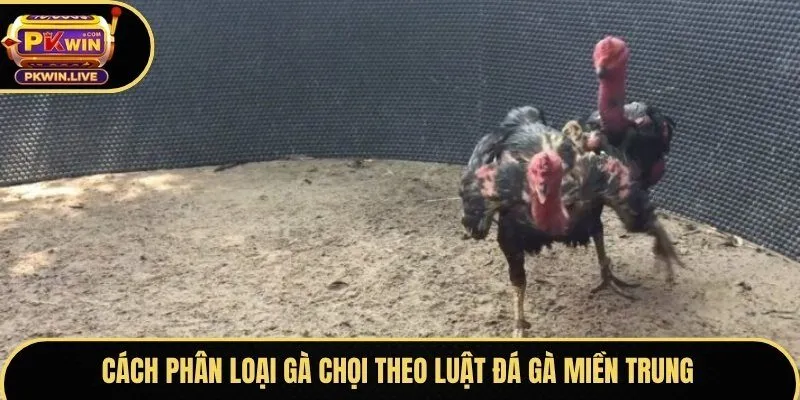 Cách phân loại gà chọi theo luật đá gà miền Trung