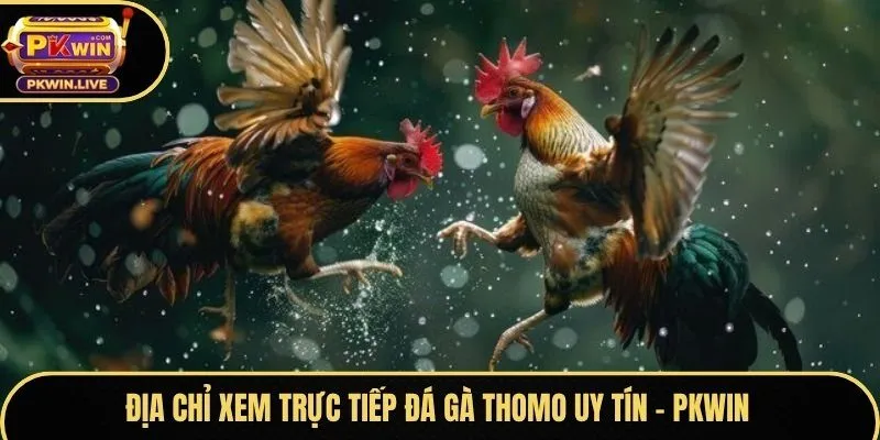 Địa chỉ xem trực tiếp đá gà Thomo uy tín - Pkwin