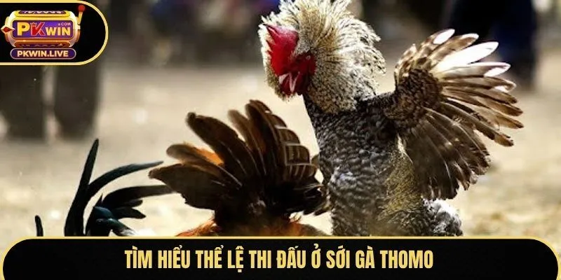 Tìm hiểu thể lệ thi đấu ở sới gà Thomo